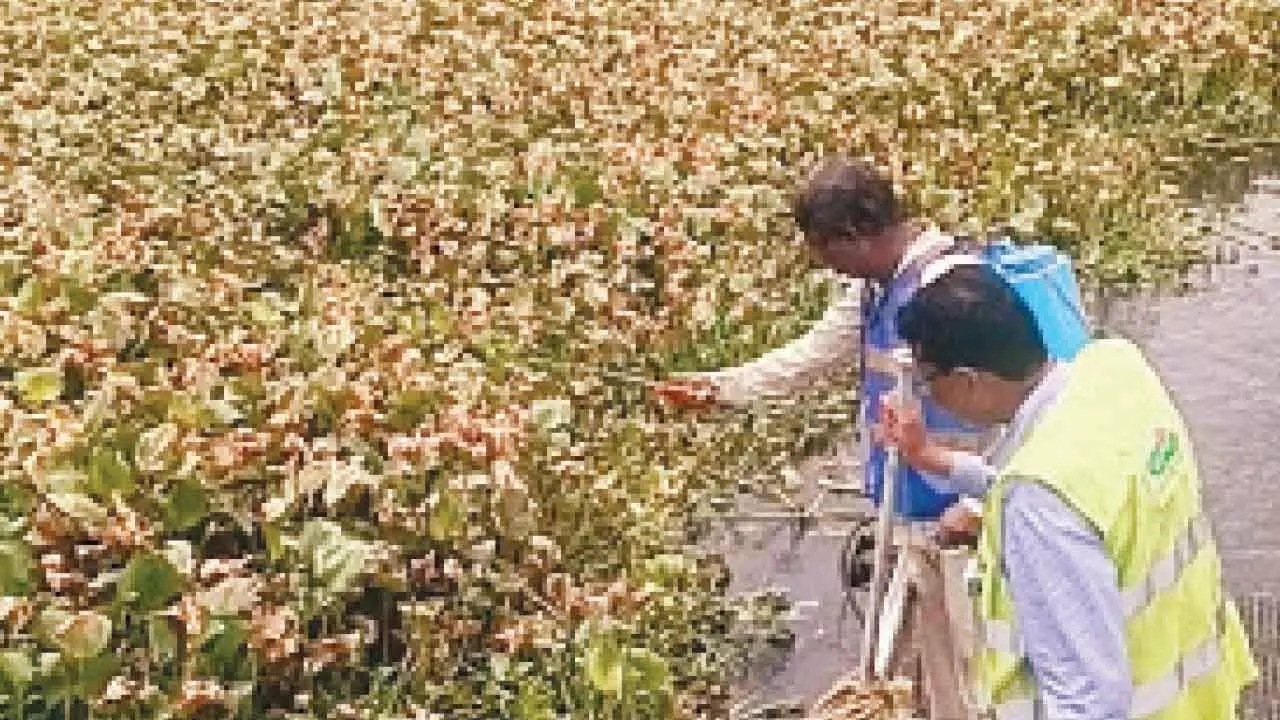 GHMC rolls out measures to swat mosquito menace in city GHMC rolls out measures to swat mosquito menace in city