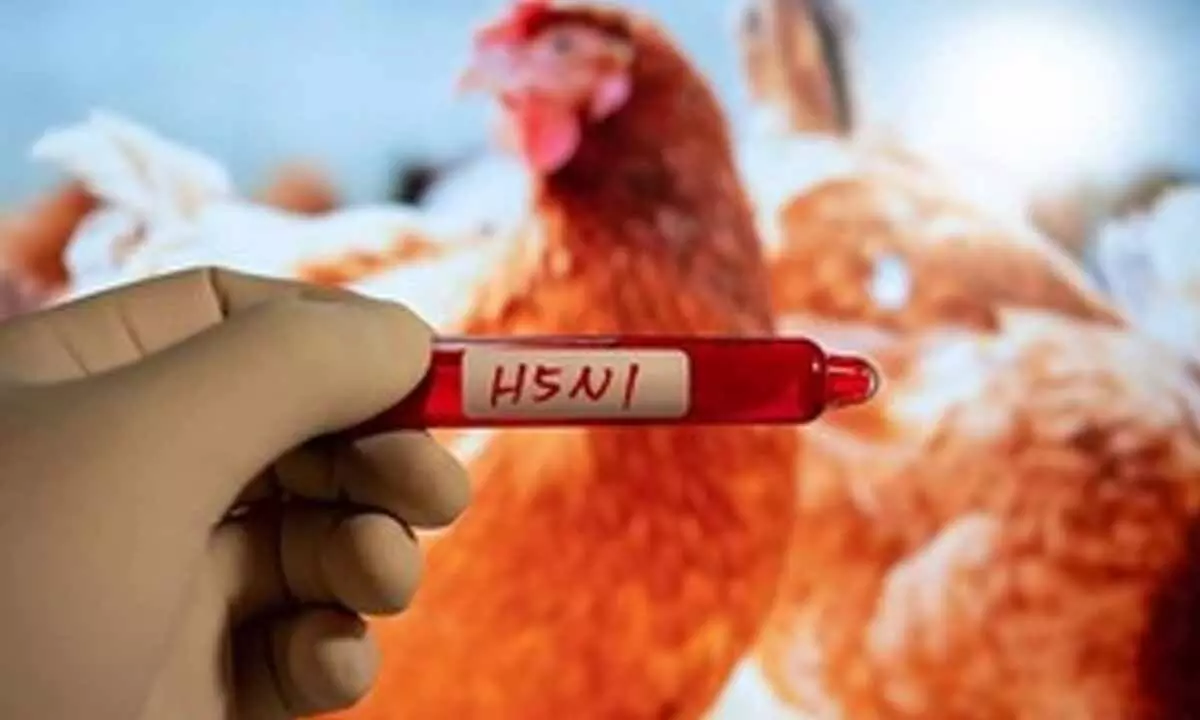 Cambodia records seventh human case of H5N1 bird flu in 2025 Cambodia records seventh human case of H5N1 bird flu in 2025