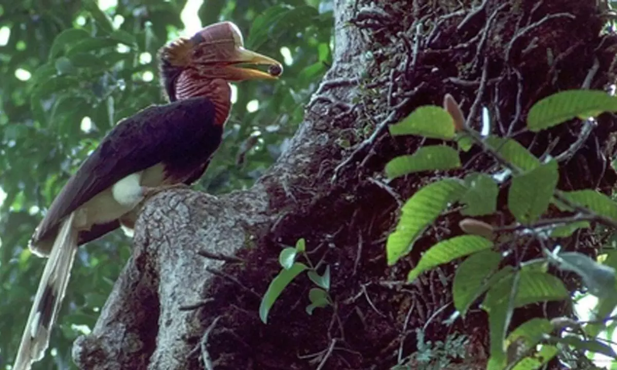 Over 500 bird species face extinction risk in the next 100 years: Study