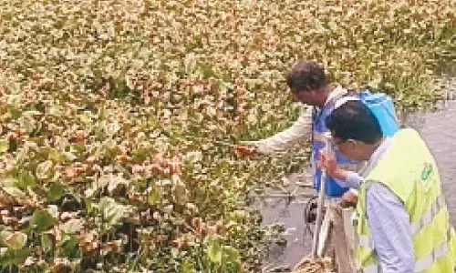 GHMC rolls out measures to swat mosquito menace in city