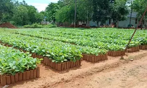 Forest dept to raise over 5 lakh tree seedlings under Green Tamil Nadu Mission