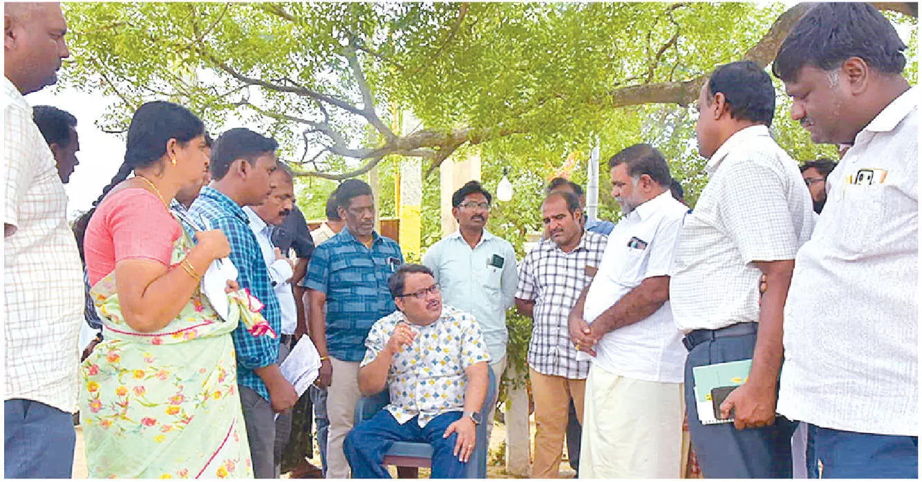 Mango procurement will go on to protect farmers Mango procurement will go on to protect farmers