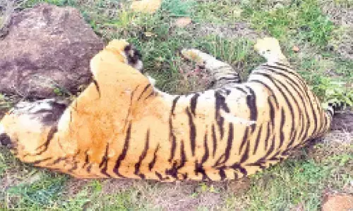 Five tigers found dead in M M Hills sanctuary, poisoning suspected