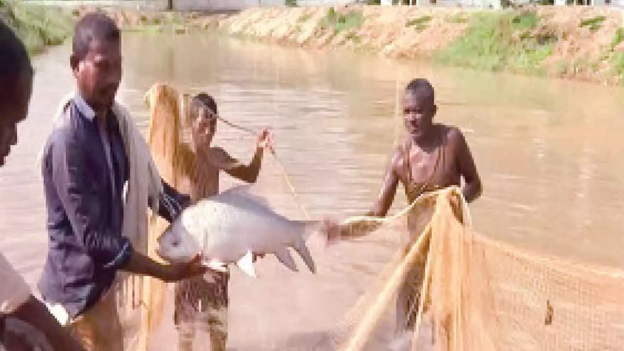 How fish farming is transforming former Naxalites in Jkhand