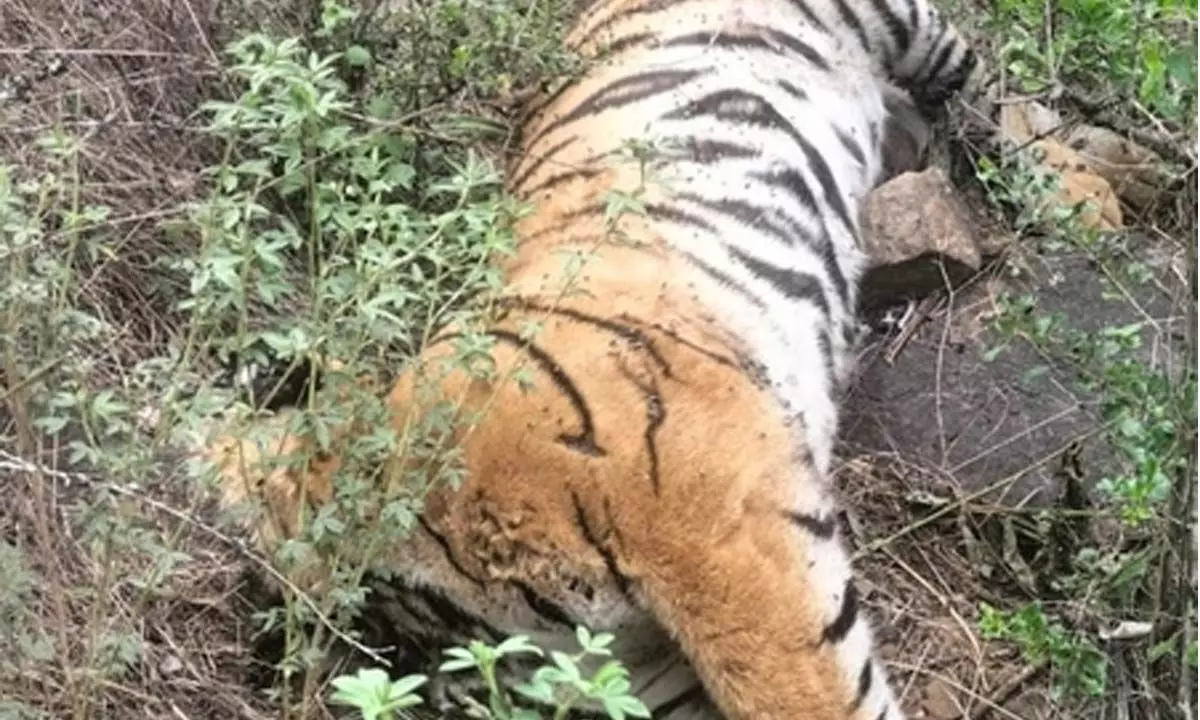 Another tigress death reported in Karnataka