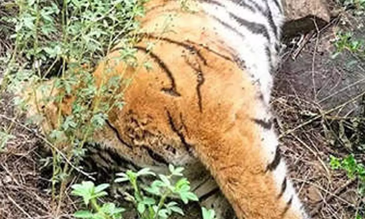 Death of another tigress reported in Karnataka