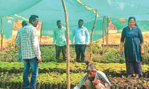 8L saplings to be planted in Peddapalli