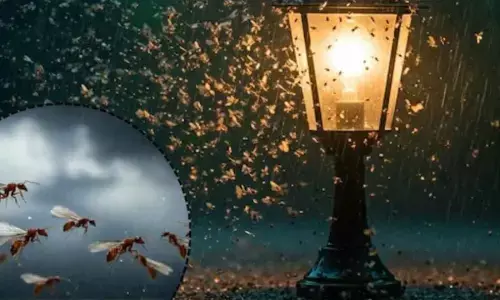 Monsoon Alert:  Natural Remedies to Keep Flying Ants Out of Your Home