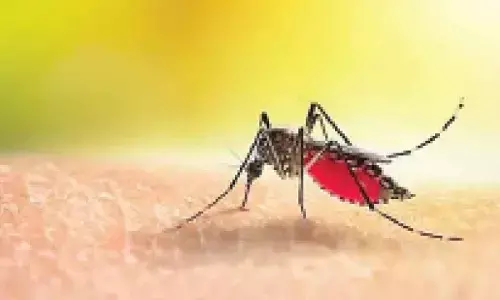 Calling all citizens: Take steps to swat dengue risk