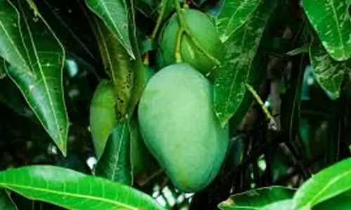 Ideal Time for Mango Tree Pruning is June–July: Horticulture Officer’s Advisory to Farmers