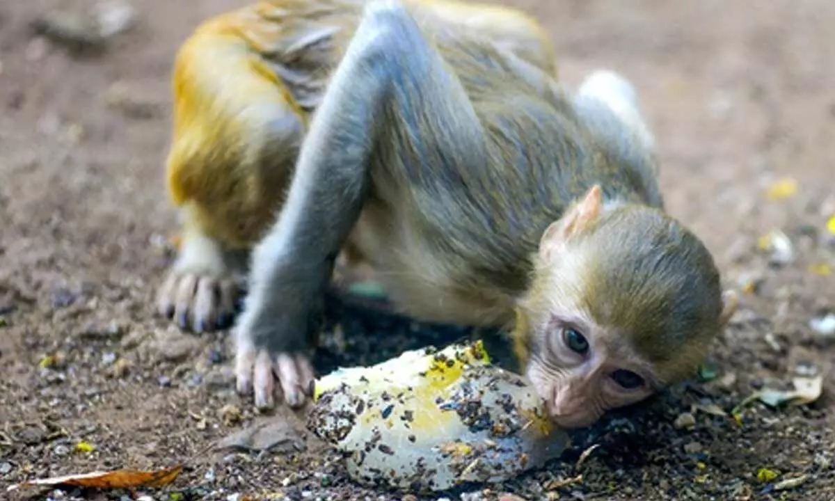 Karnataka: 20 monkey carcasses found, poisoning suspected