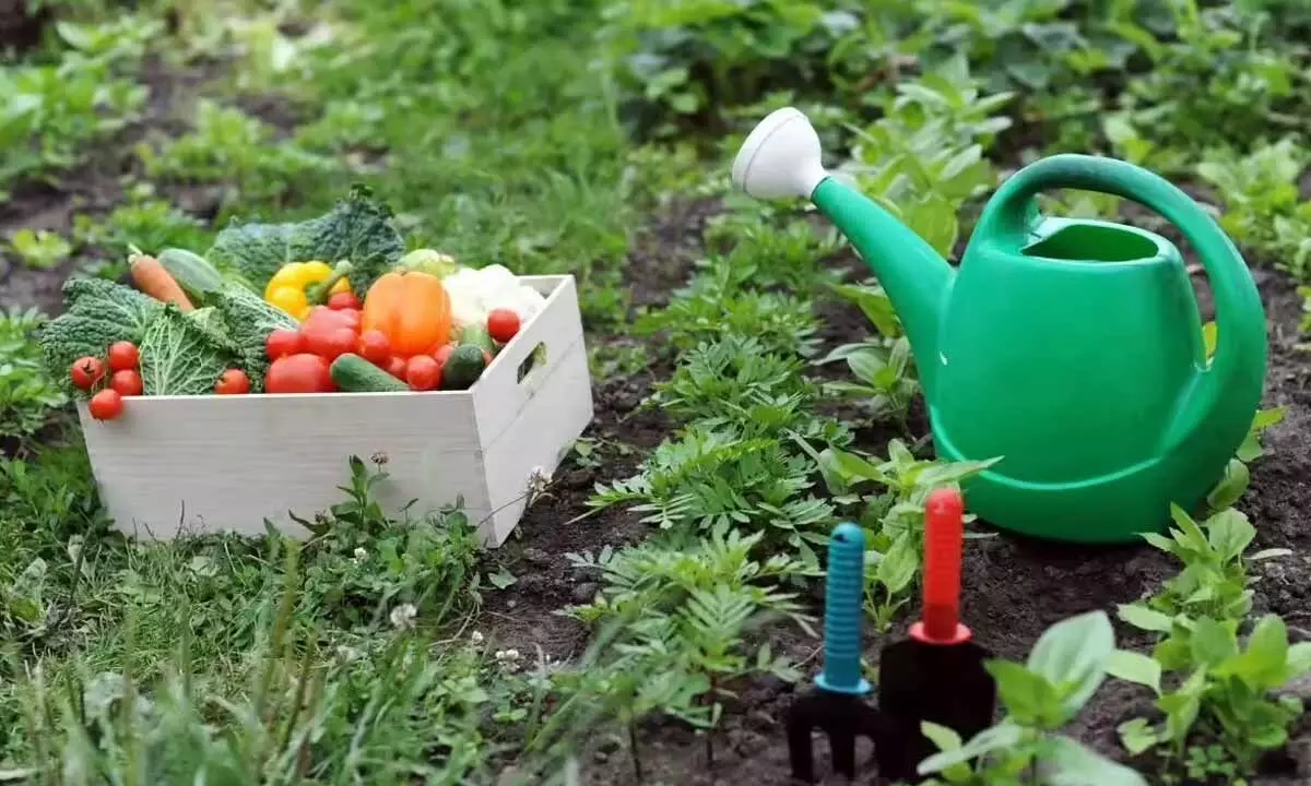 Why Monsoon Is the Perfect Season to Start Your Kitchen Garden Why Monsoon Is the Perfect Season to Start Your Kitchen Garden