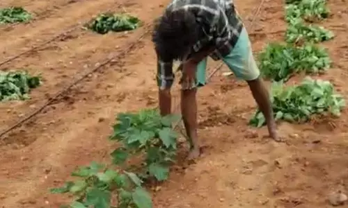 Organizers’ Web of Deceit: Farmers in Jogulamba Gadwal District Face Deep Crisis