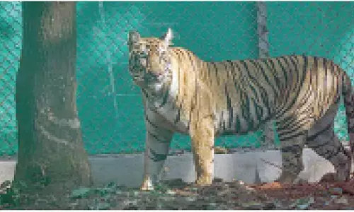 Similipal tigress Zeenat pregnant, claims forest official