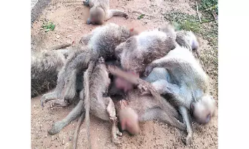 Over 20 bonnet macaques found dead in Gundlupet