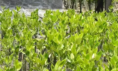 Survey of mangrove forests along state coastline underway: Maha Forest Minister