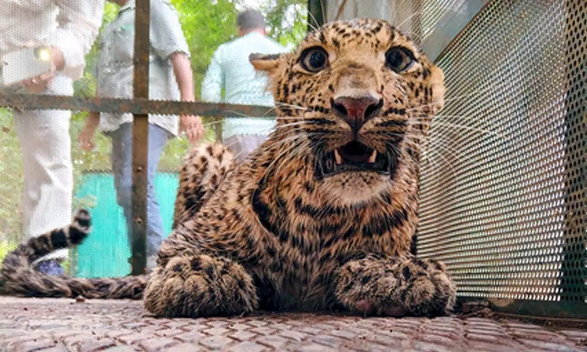 TN launches wildlife awareness drive in schools after leopard kills child in Valparai