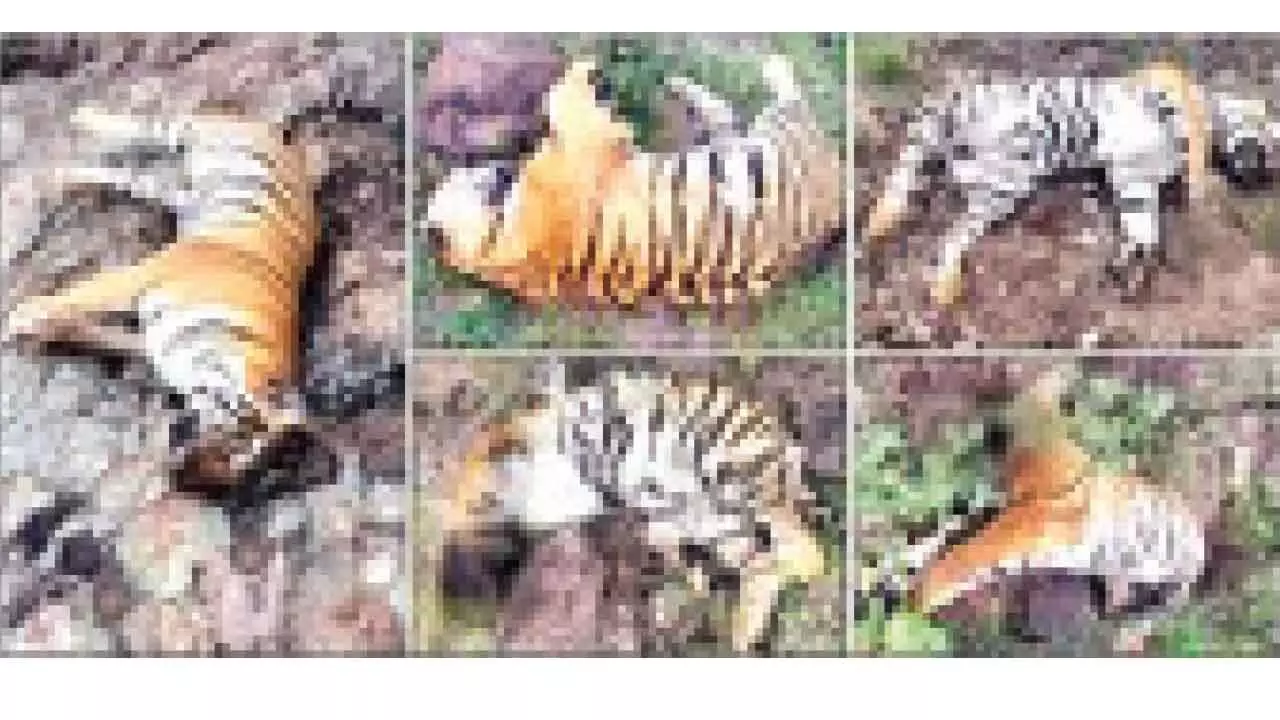 Preliminary report on tiger death case submitted Preliminary report on tiger death case submitted