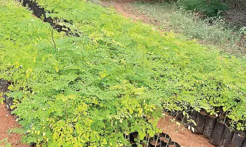 Massive plantation drive underway in Anantapur