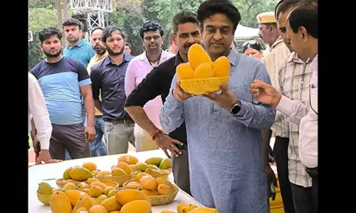 Delhi: NDMC’s two-day ‘Mango Festival’ enthrals diplomats, fruit lovers