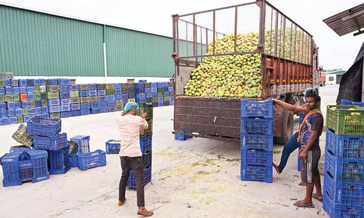 Andhra’s mango procurement sets model for other states