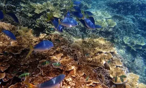 Lizard Island on Australias Great Barrier Reef faces alarming coral loss following 2024 bleaching