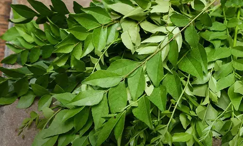 Start Your Day with Curry Leaves: A Natural Health Booster You Might Be Missing