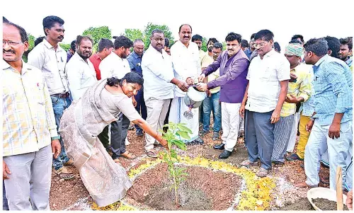 Fruit orchards to be cultivated in 6,000 acres in FY 26