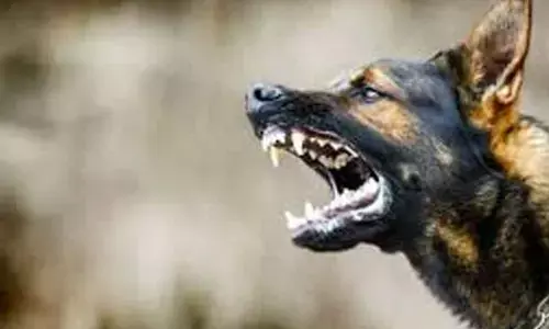 Stray dogs attacks leave over 15 injured in Bhatkal in 70 hrs