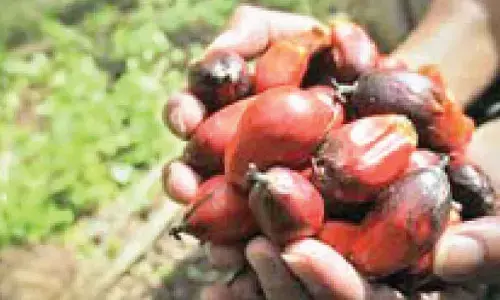 ‘No palm oil’ label a marketing gimmick