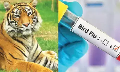 Gorapkhpur, Kanpur zoos reopen after 56-day bird flu scare