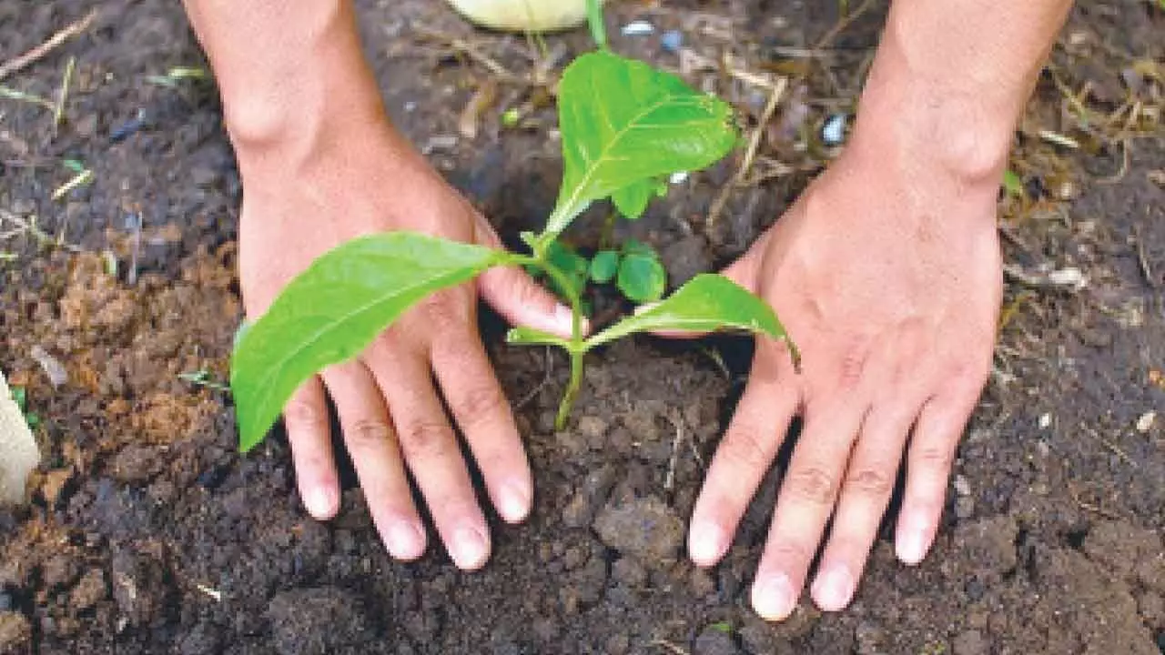 UP to make record by planting over 37 crore saplings in a day UP to make record by planting over 37 crore saplings in a day