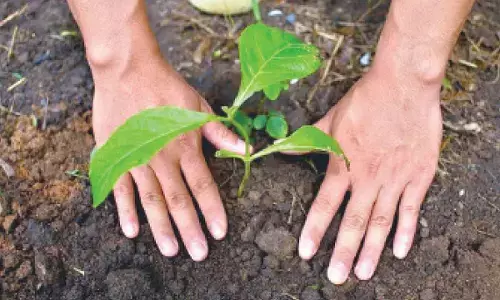 UP to make record by planting over 37 crore saplings in a day