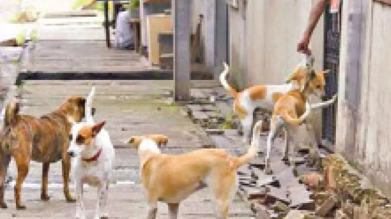 Over 2.3 lakh dog bite cases, 19 rabies deaths reported in past six months Over 2.3 lakh dog bite cases, 19 rabies deaths reported in past six months