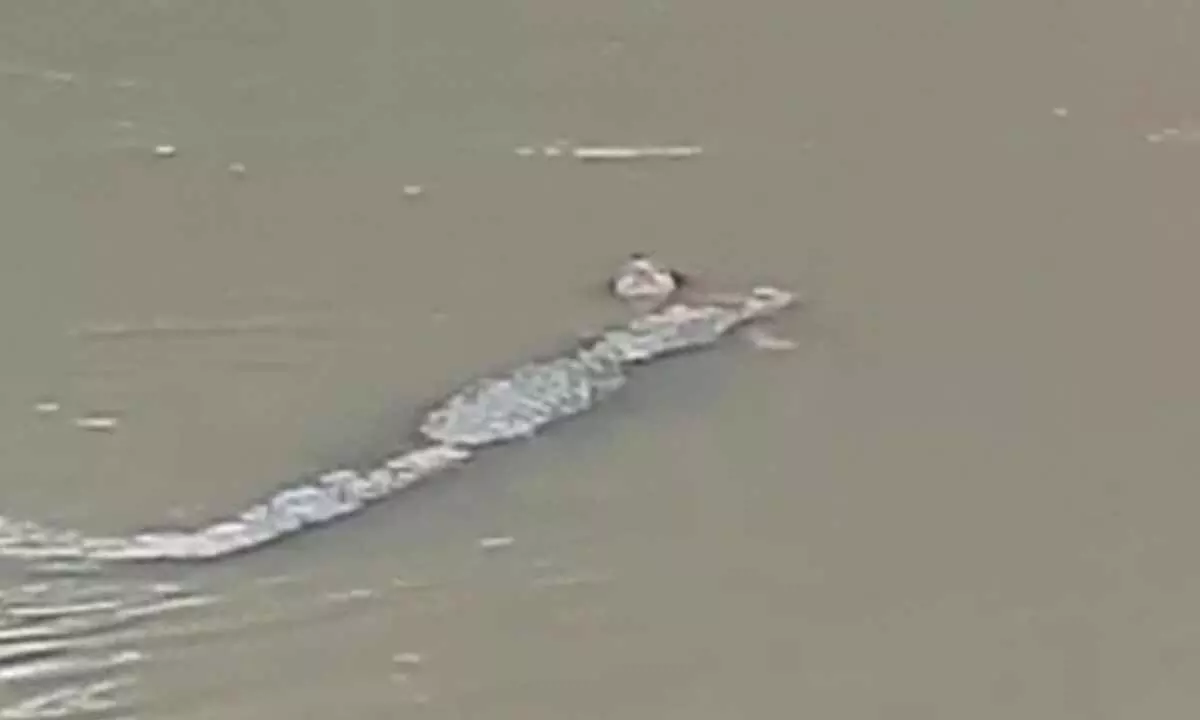 Crocodile kills woman collecting water in MP river