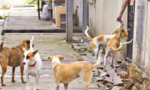 Over 2.3 lakh dog bite cases, 19 rabies deaths reported in past six months