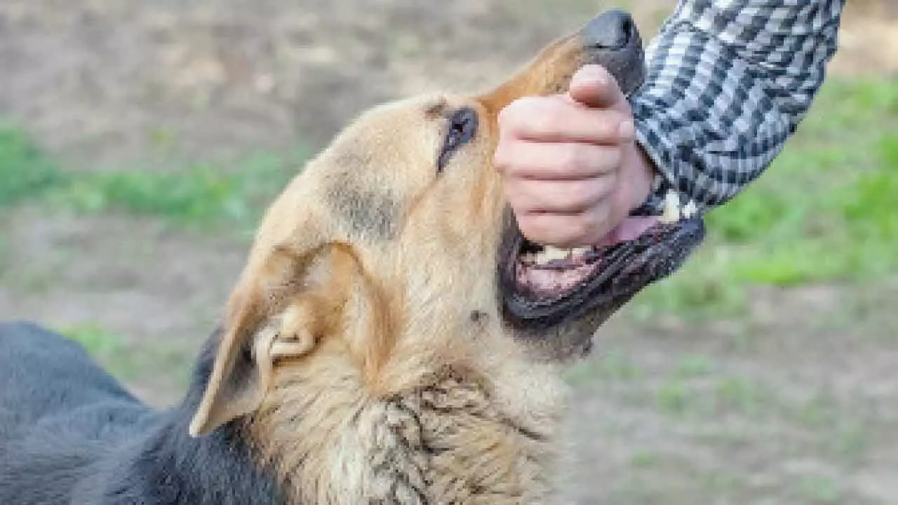 Pune recorded 65,000 dog bite cases in 3 yrs Pune recorded 65,000 dog bite cases in 3 yrs