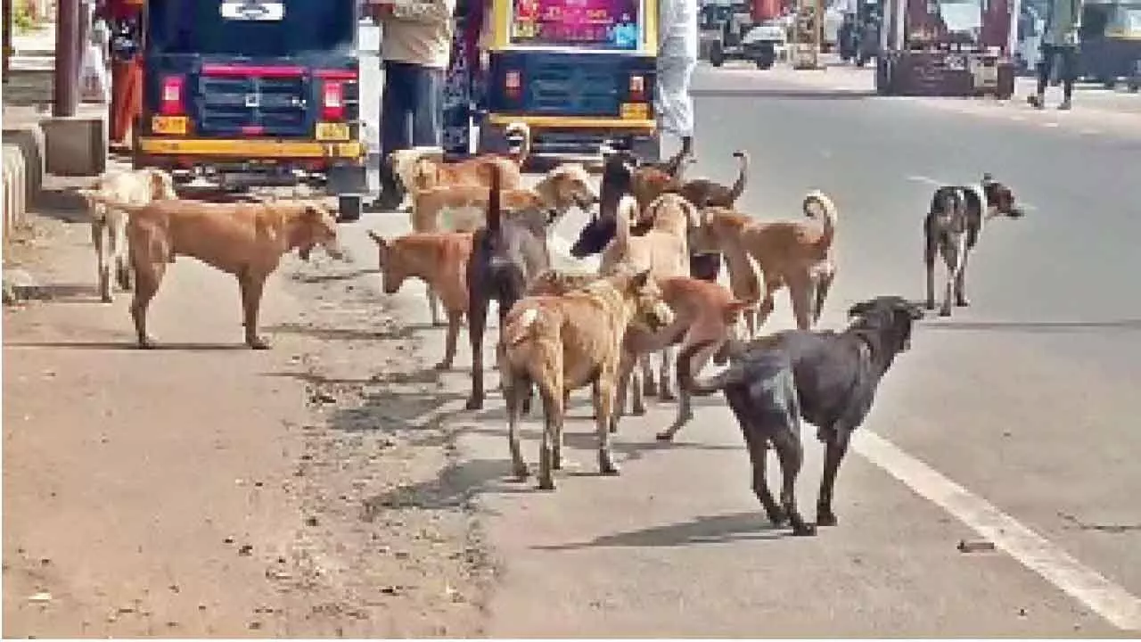 BBMPs chicken rice plan for strays sparks cheers, criticism, memes BBMPs chicken rice plan for strays sparks cheers, criticism, memes