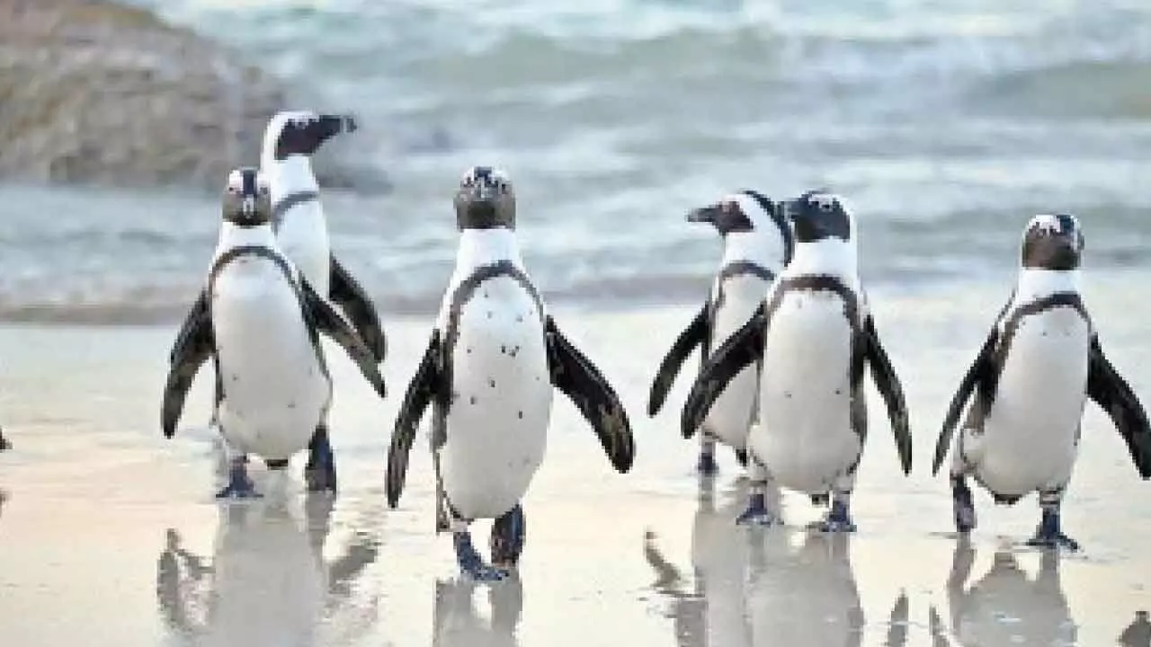 Penguin park proposed at Karanji Lake: Minister Penguin park proposed at Karanji Lake: Minister