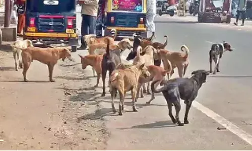 BBMPs chicken rice plan for strays sparks cheers, criticism, memes