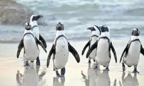 Penguin park proposed at Karanji Lake: Minister