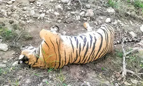 K’taka tigers death case: Use of odourless pesticide Carbofuran confirmed, says CCF
