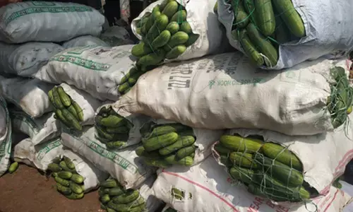 150 kg of sea cucumbers seized in Nagapattinam, smuggling bid foiled