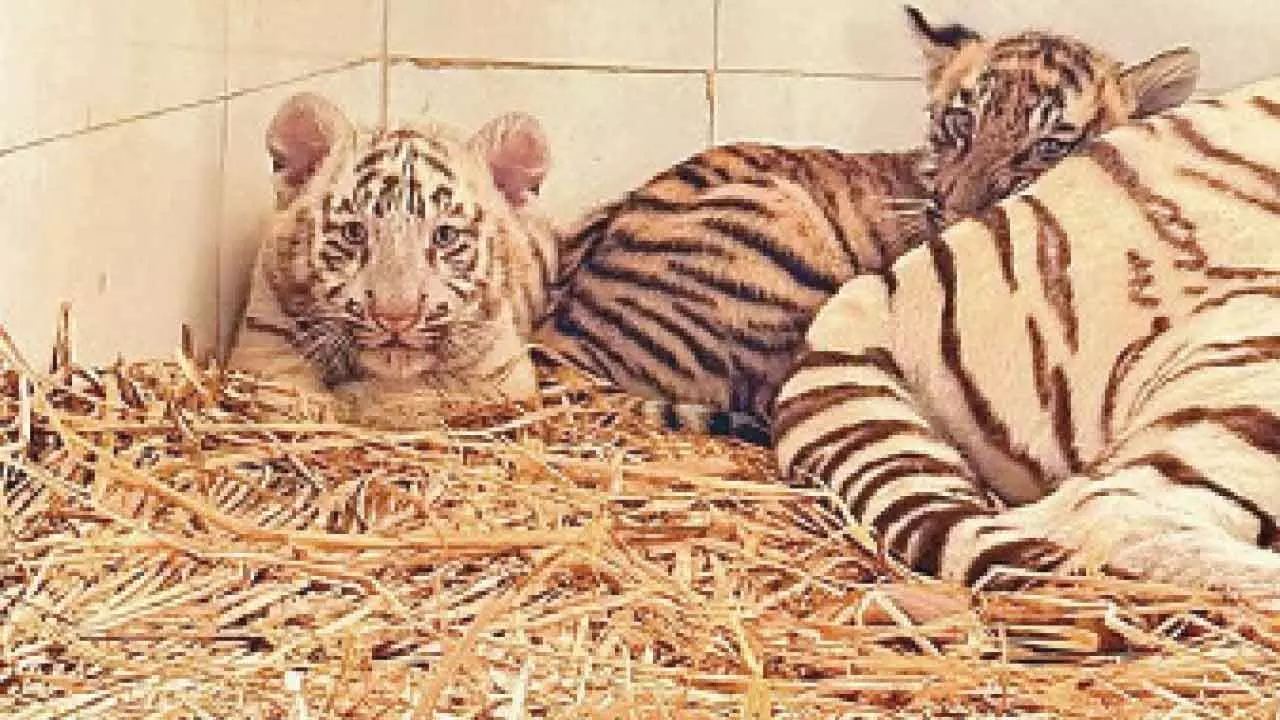 Three tiger cubs die in Bannerghatta Biological Park Three tiger cubs die in Bannerghatta Biological Park