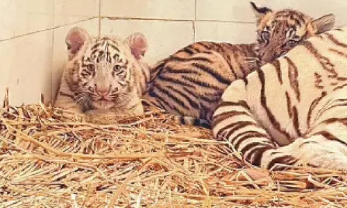 Three tiger cubs die in Bannerghatta Biological Park