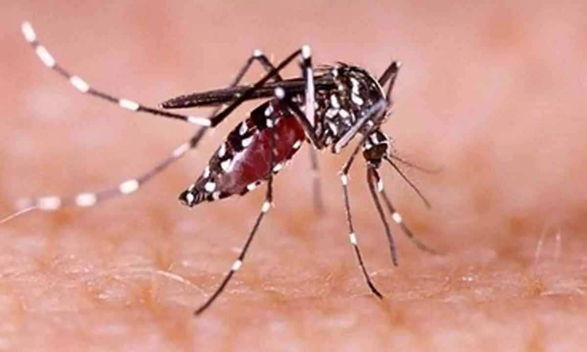 Vietnams major cities intensify efforts to combat dengue fever surge Vietnams major cities intensify efforts to combat dengue fever surge