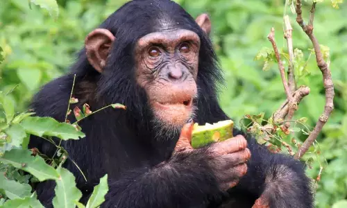 The significance of World Chimpanzee Day