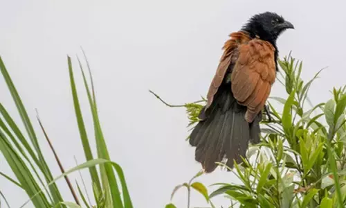 Assam: Critically endangered among 43 grassland bird species spotted in Kaziranga