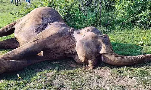 Elephant found dead in Angul