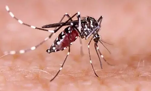 Vietnams major cities intensify efforts to combat dengue fever surge